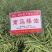 南马矮油油菜种子矮杆分枝多产量高含油率高油菜籽种子