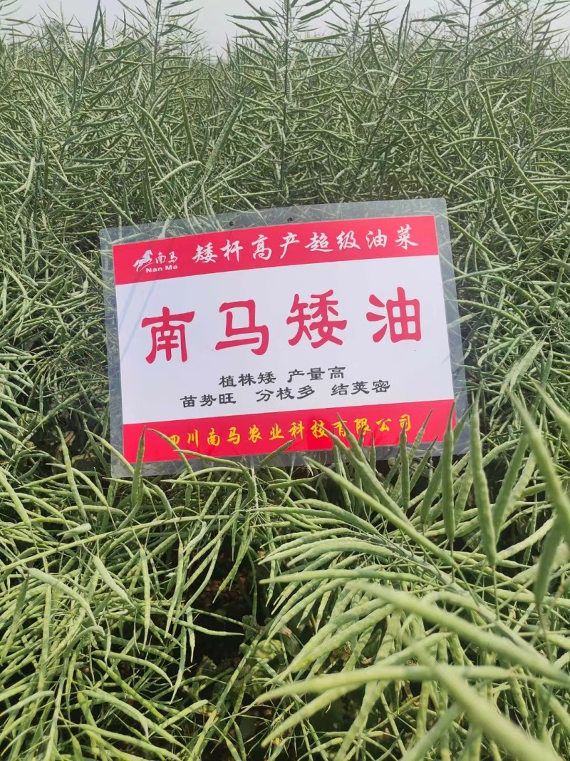 南马矮油油菜种子矮杆分枝多产量高含油率高油菜籽种子