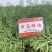 南马矮油油菜种子矮杆分枝多产量高含油率高油菜籽种子