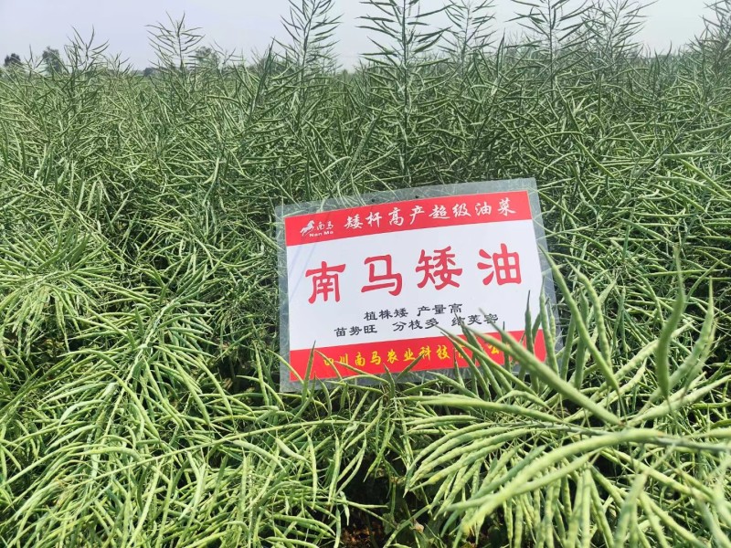 南马矮油油菜种子矮杆分枝多产量高含油率高油菜籽种子