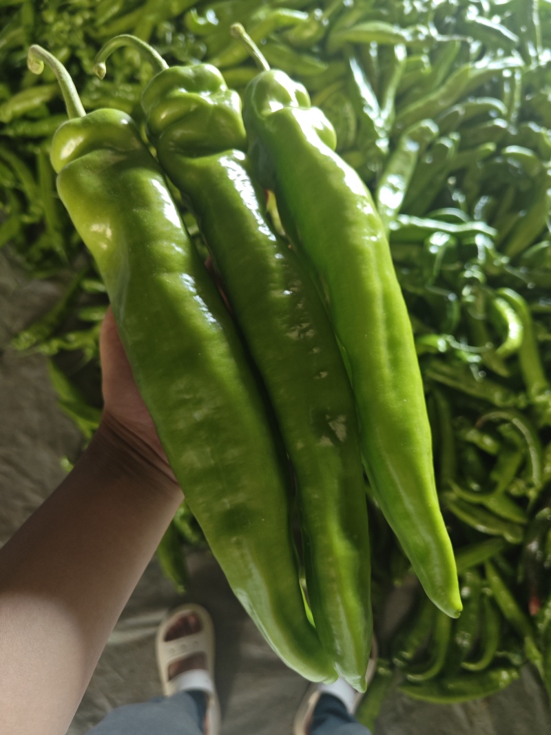 山西灵丘黄皮尖椒