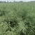 南马矮油油菜种子矮杆分枝多产量高含油率高油菜籽种子