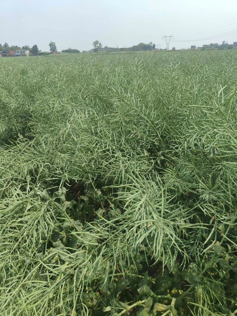 南马矮油油菜种子矮杆分枝多产量高含油率高油菜籽种子