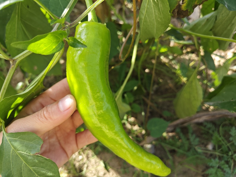 山西灵丘黄皮尖椒