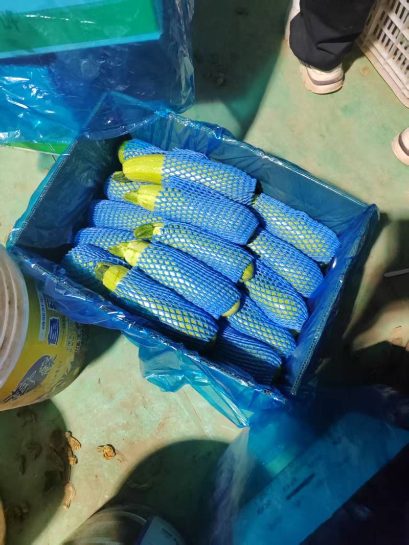 西葫芦山东西葫芦冷棚种植种类规格齐全欢迎电话洽谈
