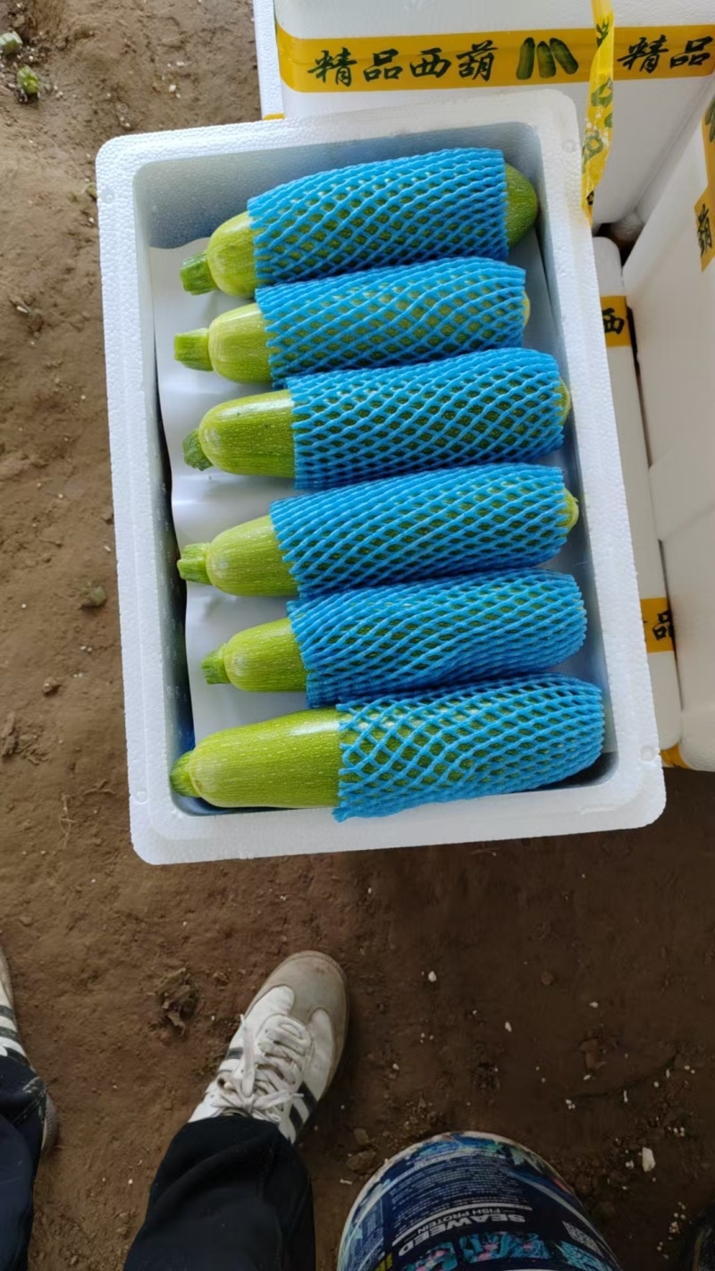 西葫芦山东西葫芦冷棚种植种类规格齐全欢迎电话洽谈