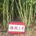 矮杆适宜机收,南马矮抗1号油菜种子矮杆油菜种子抗倒性强