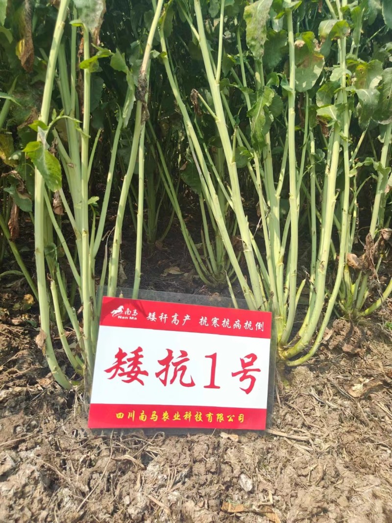 矮杆适宜机收，南马矮抗1号油菜种子矮杆油菜种子抗倒性强