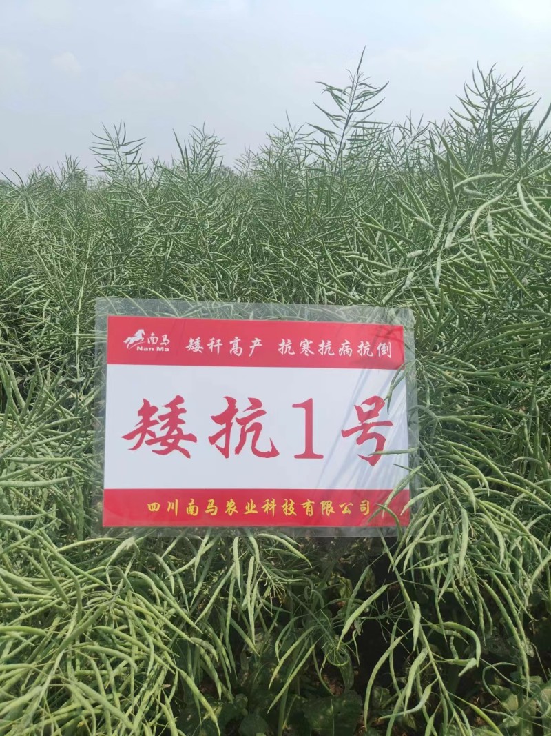 矮杆适宜机收，南马矮抗1号油菜种子矮杆油菜种子抗倒性强
