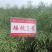 矮杆适宜机收,南马矮抗1号油菜种子矮杆油菜种子抗倒性强