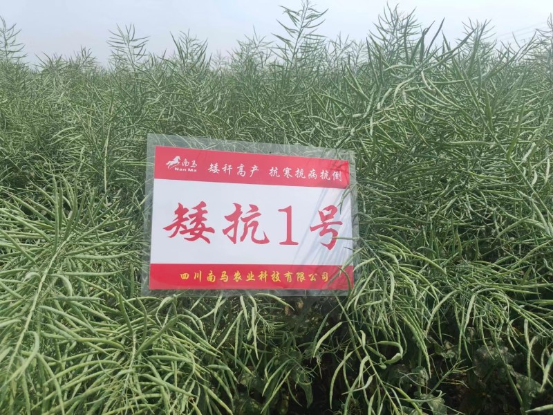 矮杆适宜机收，南马矮抗1号油菜种子矮杆油菜种子抗倒性强