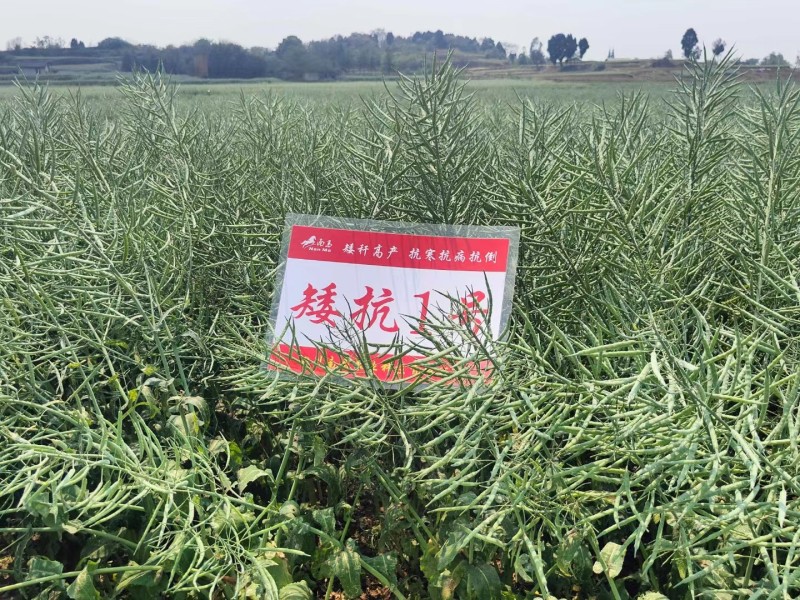 矮杆适宜机收，南马矮抗1号油菜种子矮杆油菜种子抗倒性强