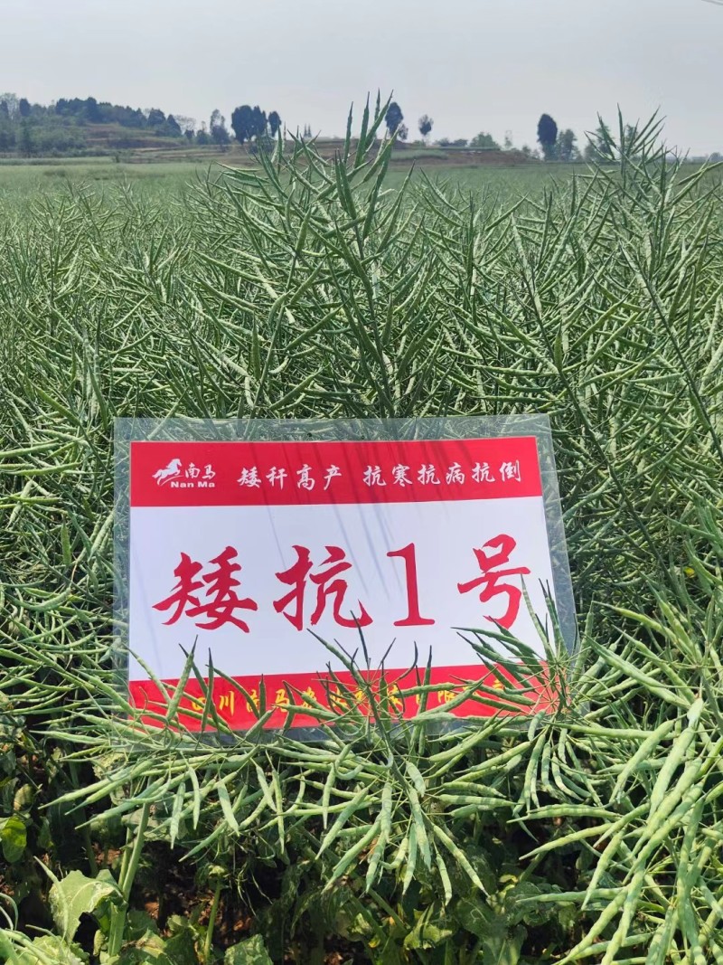 矮杆适宜机收，南马矮抗1号油菜种子矮杆油菜种子抗倒性强