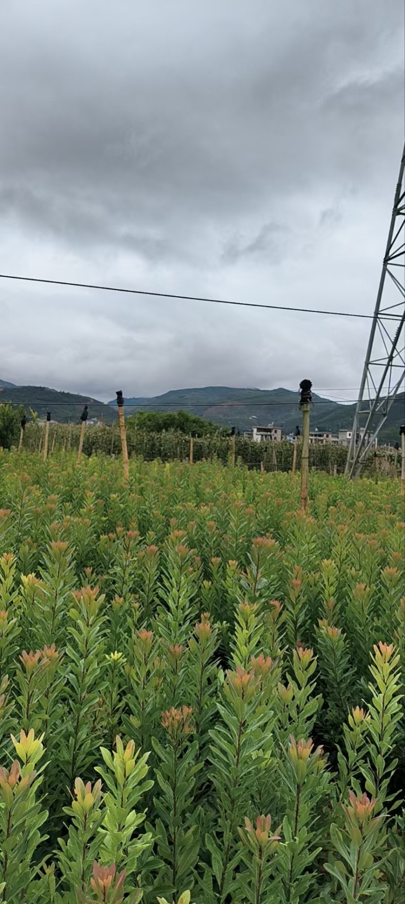 精品杨梅苗有东魁，荸荠梅，台梅，硬丝各种杨梅苗各种规格