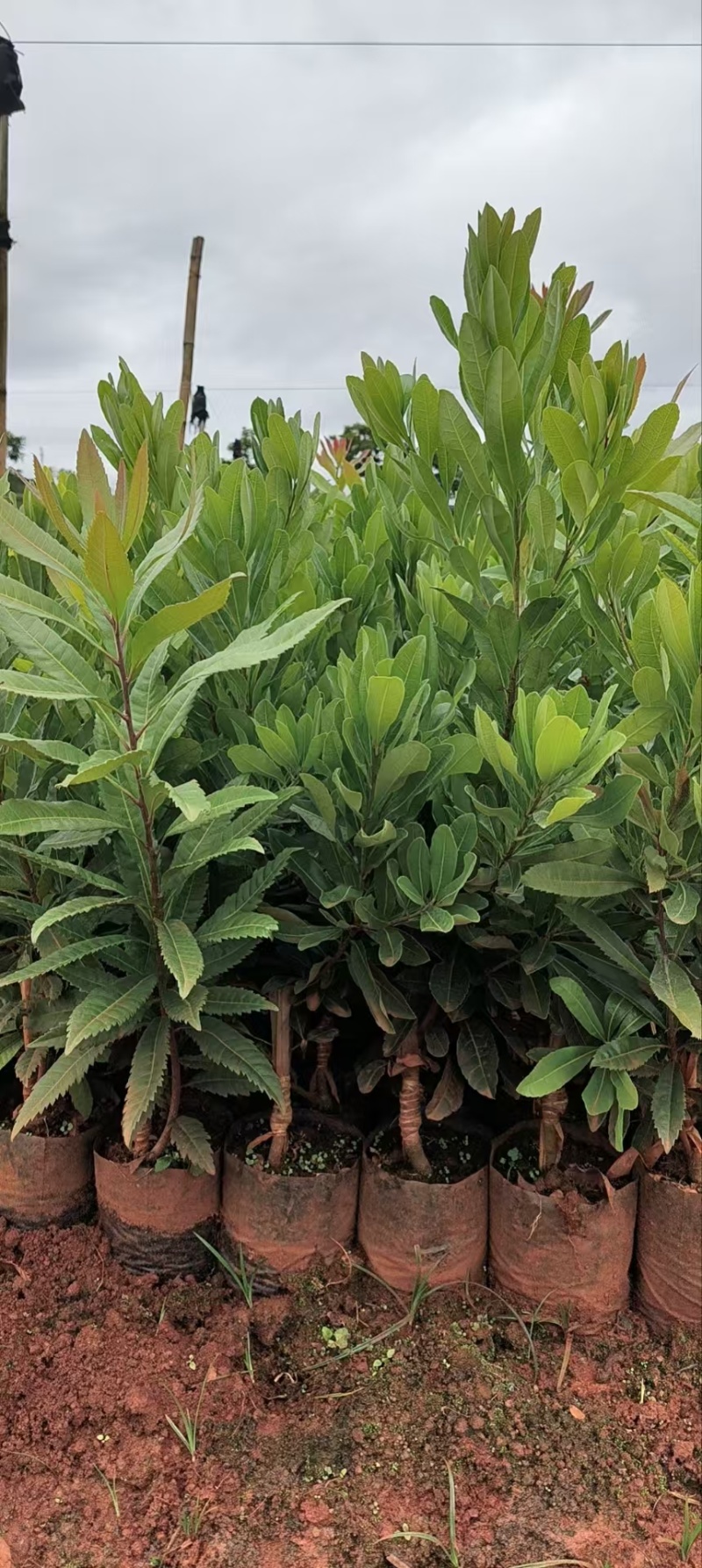 精品杨梅苗有东魁，荸荠梅，台梅，硬丝各种杨梅苗各种规格