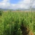 精品杨梅苗有东魁，荸荠梅，台梅，硬丝各种杨梅苗各种规格
