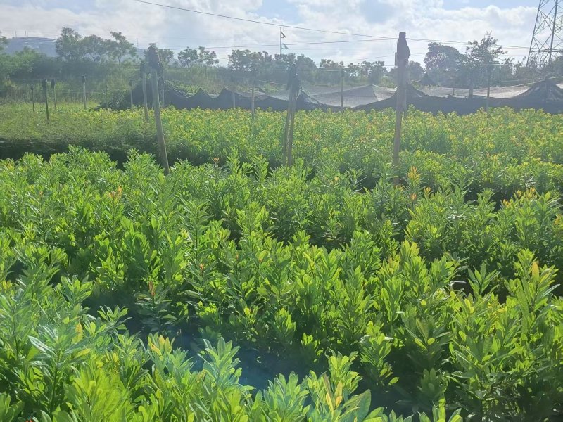 精品杨梅苗有东魁，荸荠梅，台梅，硬丝各种杨梅苗各种规格