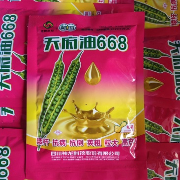 矮油酷999油菜种子矮杆实心杆，高产又高油菜籽种