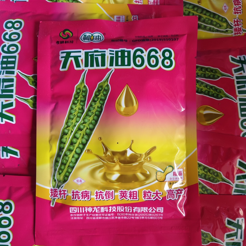 矮油酷999油菜种子矮杆实心杆，高产又高油菜籽种