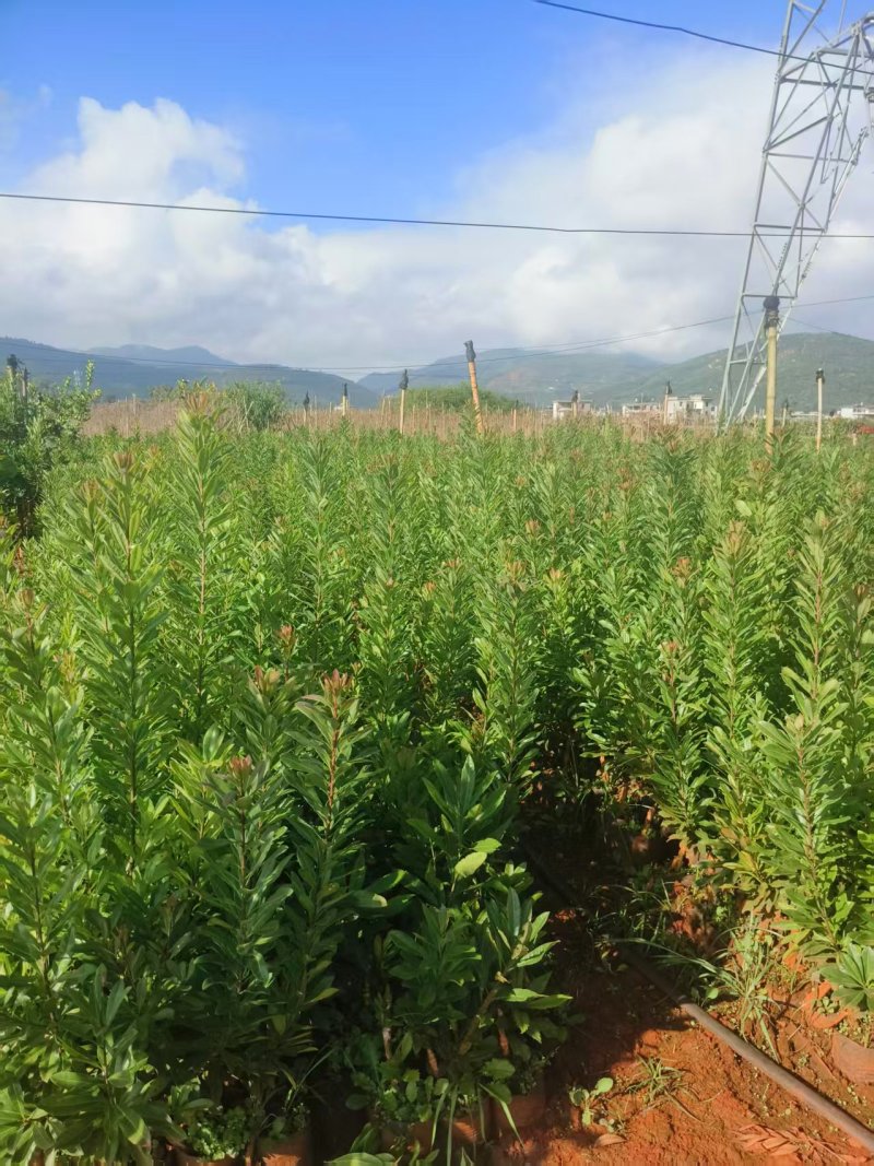 东魁荸荠梅台梅硬丝各种杨梅苗各种规格欢迎来电采购