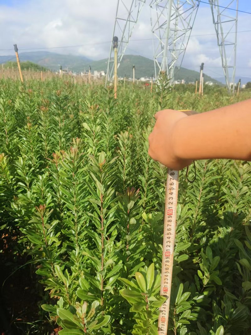 东魁荸荠梅台梅硬丝各种杨梅苗各种规格欢迎来电采购