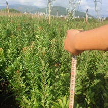 东魁荸荠梅台梅硬丝各种杨梅苗各种规格欢迎来电采购