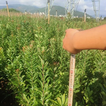 东魁荸荠梅台梅硬丝各种杨梅苗各种规格欢迎来电采购