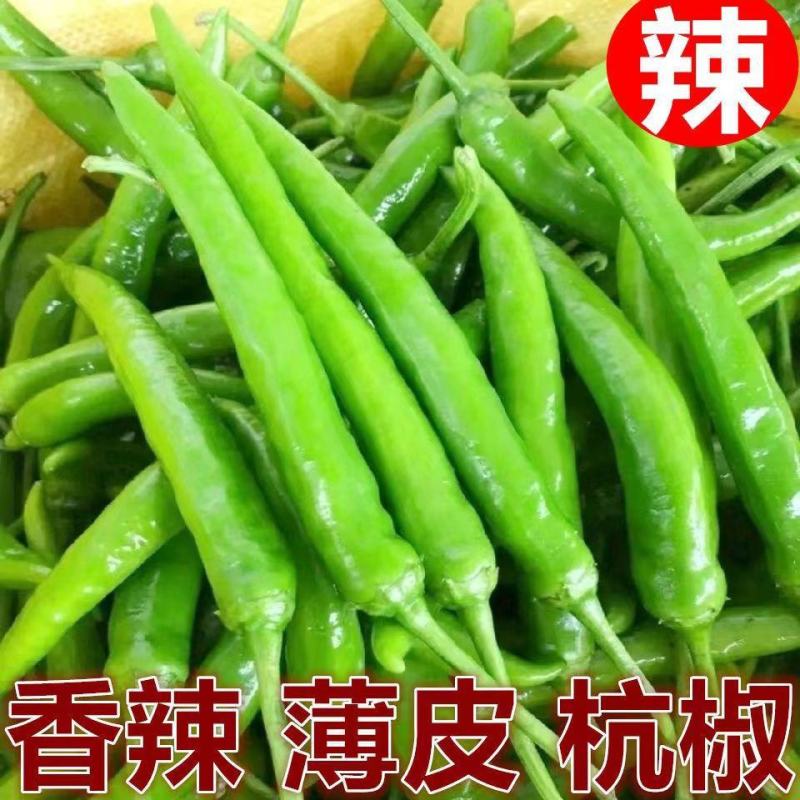 精品大杭椒今日报价质量好品质有保障电商超市各大市场联系