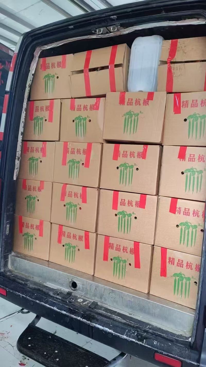 精品大杭椒今日报价质量好品质有保障电商超市各大市场联系
