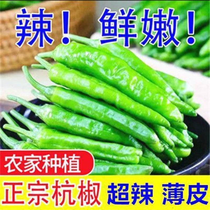精品大杭椒今日报价质量好品质有保障电商超市各大市场联系
