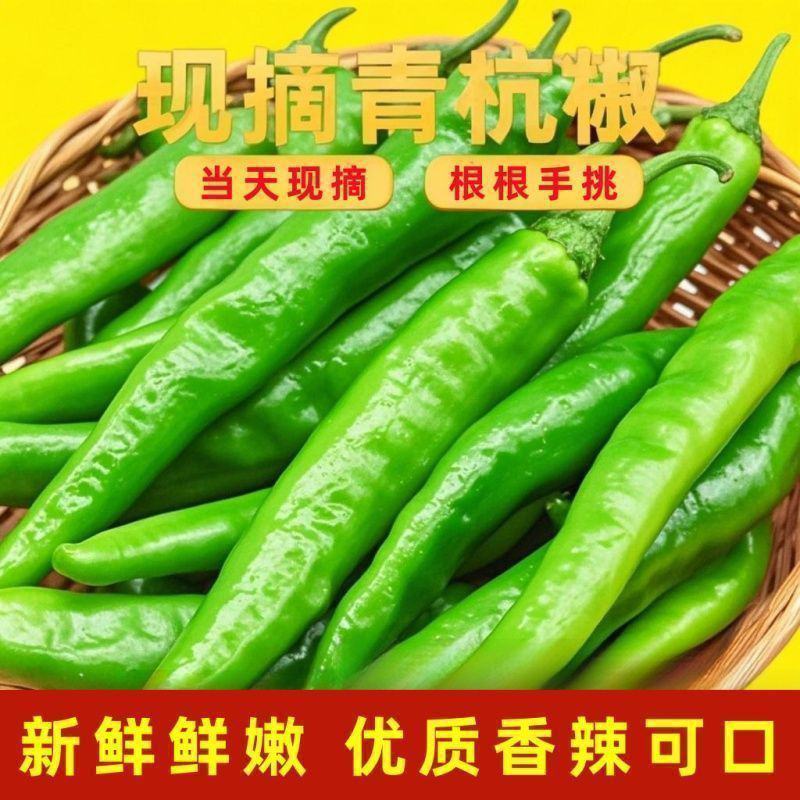 精品大杭椒今日报价质量好品质有保障电商超市各大市场联系