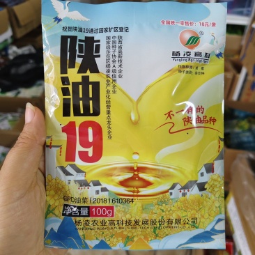 杨凌高科陕油19油菜种子花籽粒榨油香含油量高耐寒油菜籽