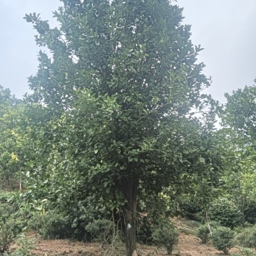 香泡树