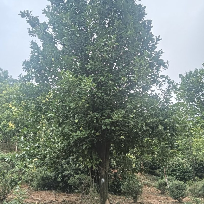 香泡树