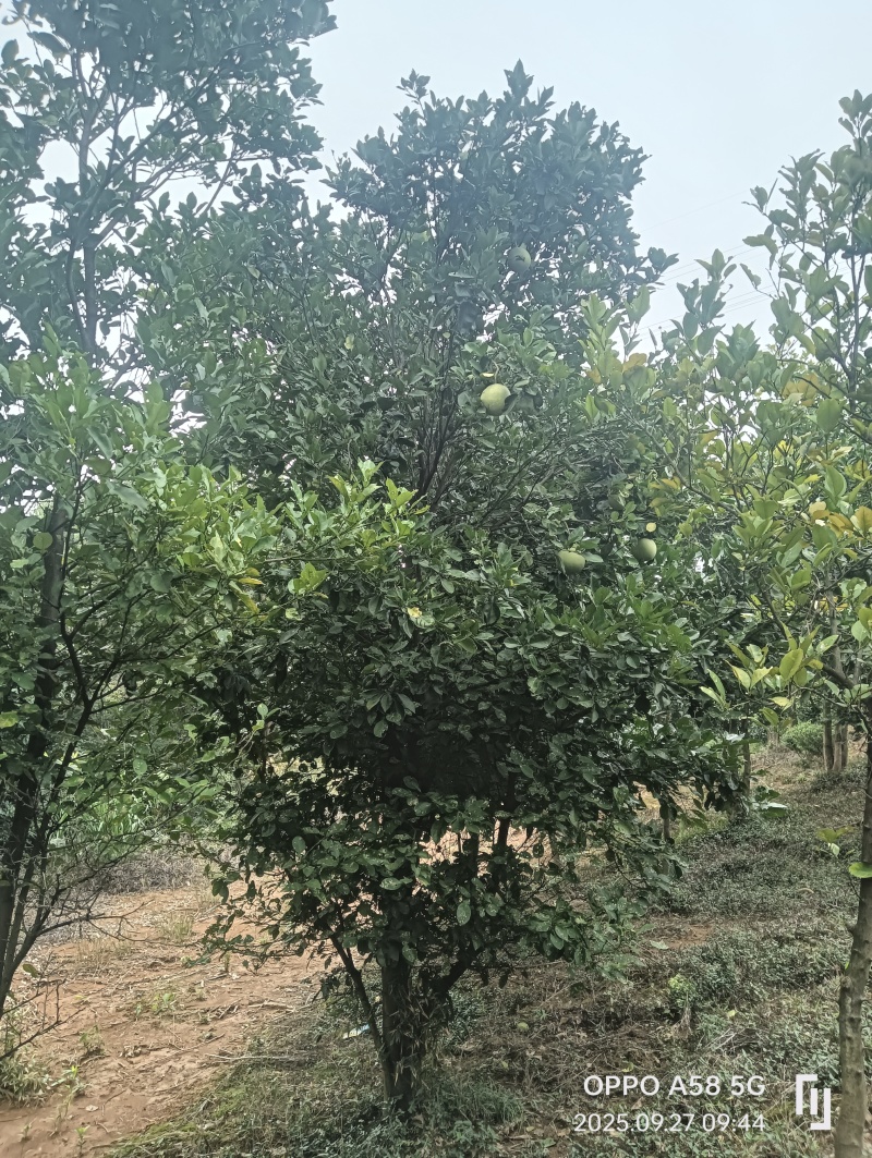 香泡树