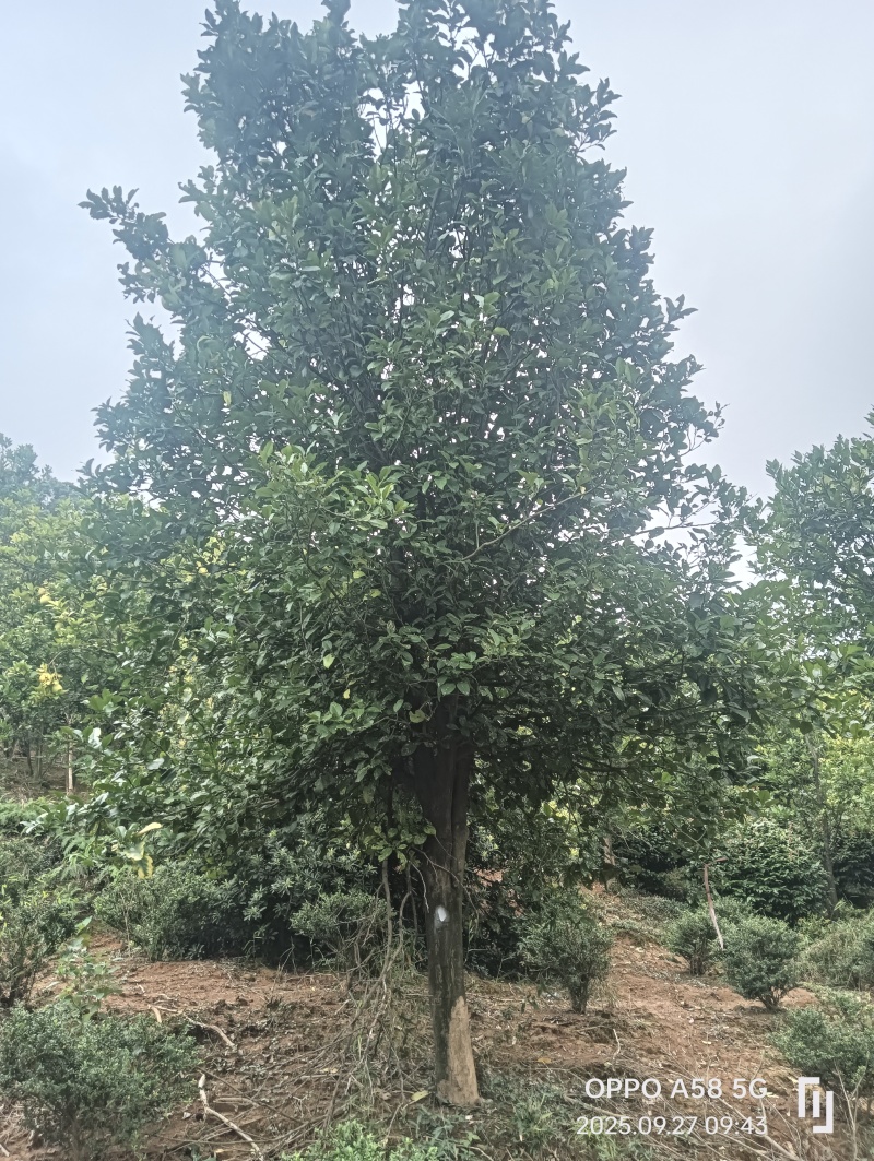 香泡树