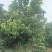 香泡树