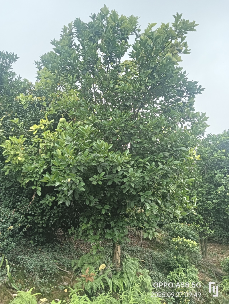 香泡树