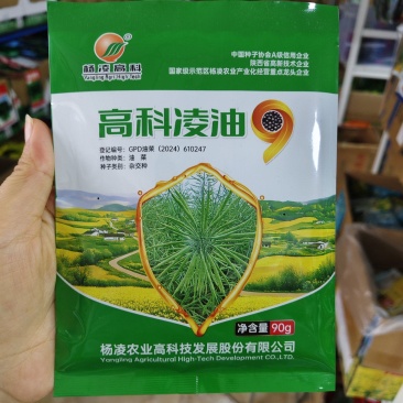 杨凌高科凌油9油菜种子耐寒抗病抗裂抗倒油菜籽种子出油率高