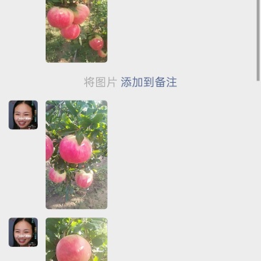 软籽石榴