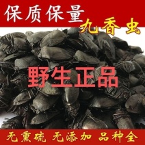 九香虫臭屁虫打屁虫主打野生中药材合作共赢诚信经营