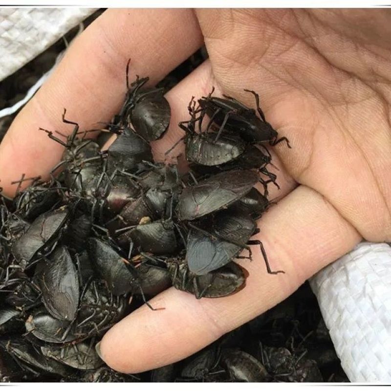 九香虫臭屁虫打屁虫主打野生中药材合作共赢诚信经营