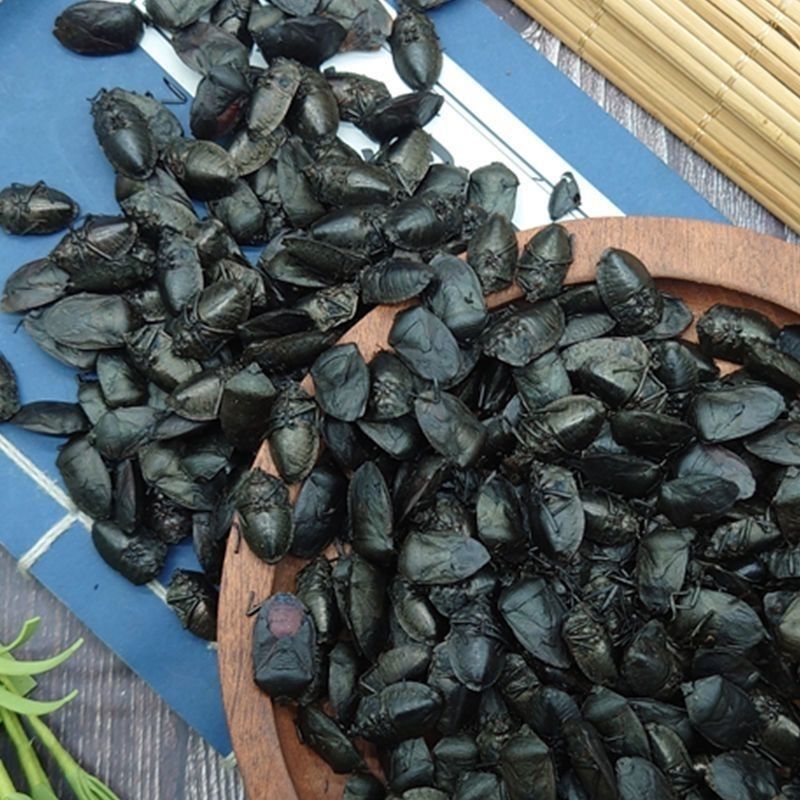 九香虫臭屁虫打屁虫主打野生中药材合作共赢诚信经营