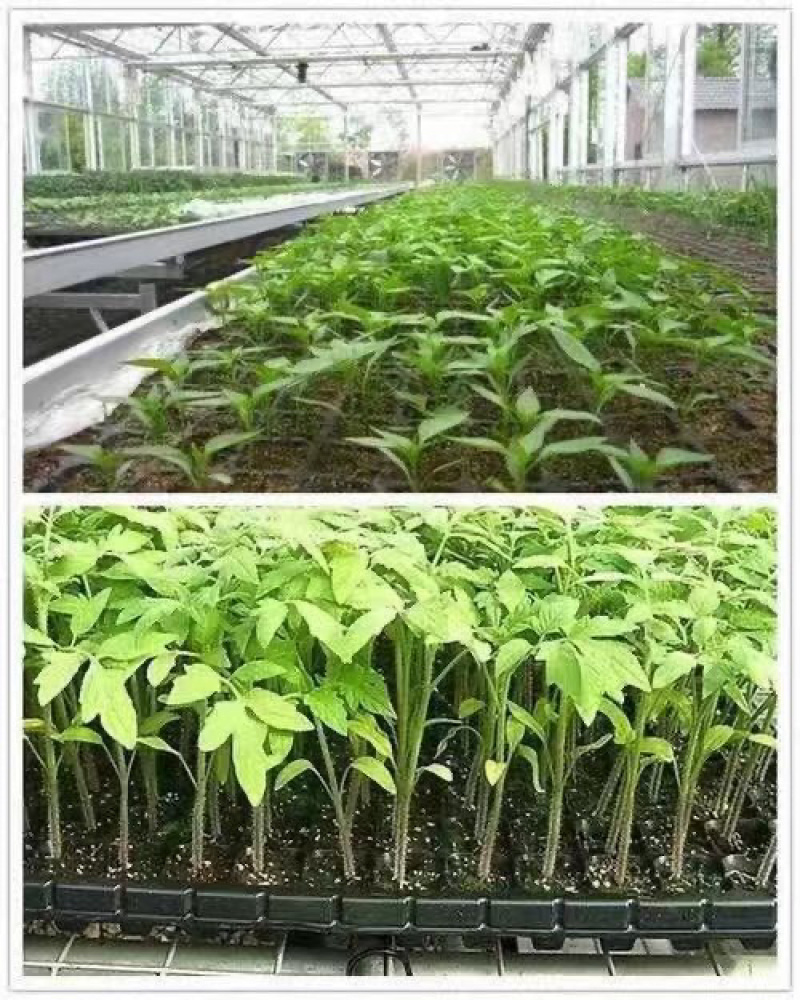 重庆市荣昌区供应栽培基质营养土