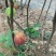 无花果苗基地批发波姬红金傲芬芭劳奈斯特拉青皮