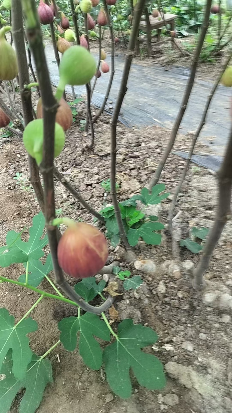 无花果苗基地批发波姬红金傲芬芭劳奈斯特拉青皮