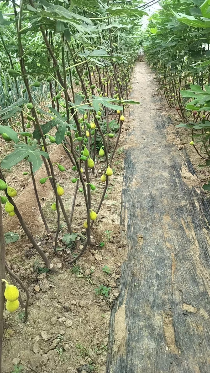 无花果苗基地批发波姬红金傲芬芭劳奈斯特拉青皮