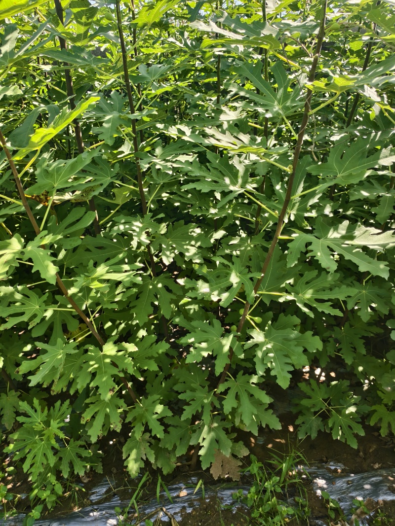 无花果苗基地批发波姬红金傲芬芭劳奈斯特拉青皮