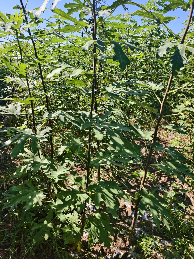 无花果苗基地批发波姬红金傲芬芭劳奈斯特拉青皮