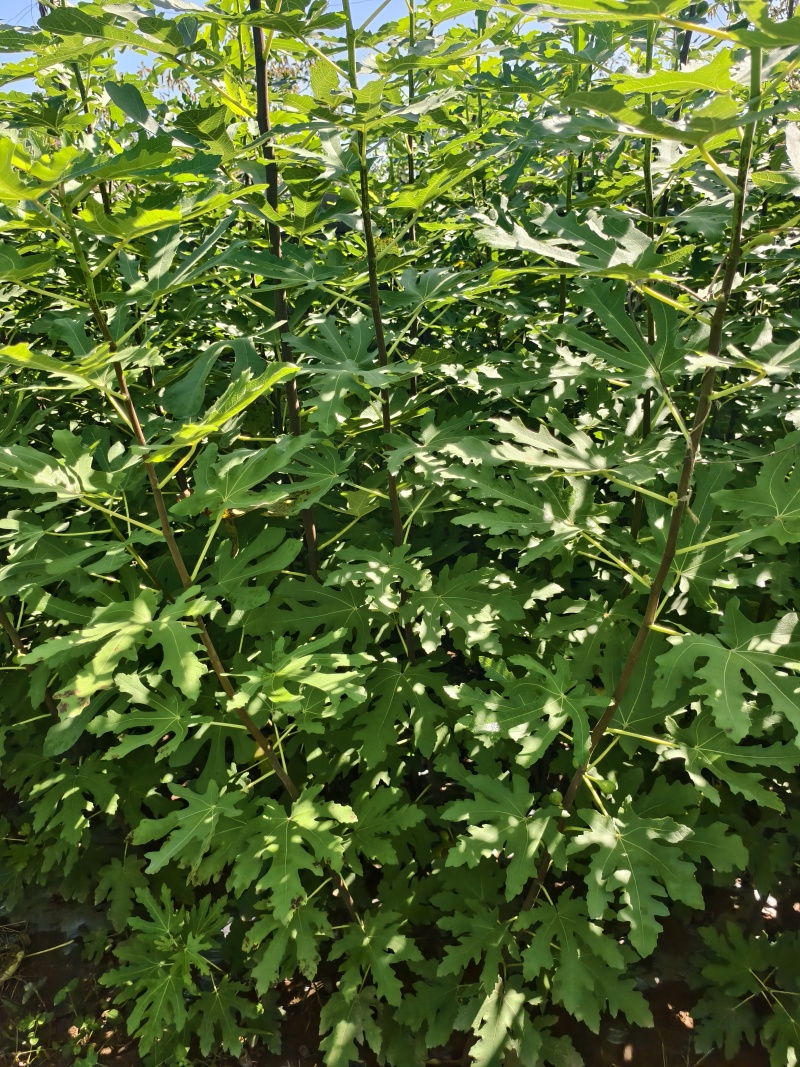 无花果苗基地批发波姬红金傲芬芭劳奈斯特拉青皮